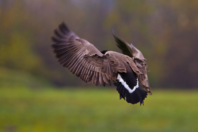 Canadian Goose In Flight